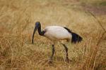 Stork, Africa, ABID01_009