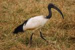 Stork, Africa