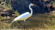 Great Egret, Marin County, California