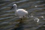 White Heron, Presidio Lagoon, ABID01_050