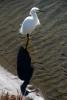 White Heron, Presidio Lagoon, ABID01_051