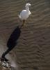 White Heron, Presidio Lagoon, ABID01_053