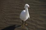 White Heron, Presidio Lagoon, ABID01_056