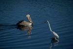 White Heron, Presidio Lagoon, ABID01_057
