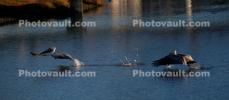 Pelican, Presidio Lagoon, ABID01_059