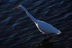 White Heron, Presidio Lagoon, ABID01_060
