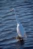 White Heron, Presidio Lagoon, ABID01_061