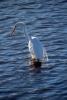 White Heron, Presidio Lagoon, ABID01_062