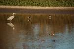 White Heron, Laguna de Santa Rosa, Marin County California, ABID01_072