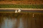 White Heron, Laguna de Santa Rosa, Marin County California, ABID01_073