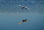 White Egret, Marin County California