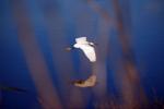 White Egret, Marin County California, ABID01_088