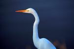 White Egret, Marin County California