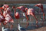 Flamingo, ABIV01P01_11.2565