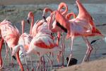 Flamingo, ABIV01P01_12.0354