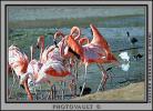 Flamingo, ABIV01P01_12