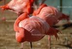 Flamingo, ABIV01P01_15.3341