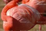 Flamingo, ABIV01P01_15B.3341