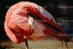Flamingo, ABIV01P02_02.3341