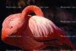 Flamingo, ABIV01P02_03.3341
