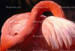 Flamingo, ABIV01P02_03B.3341