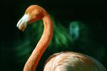 Flamingo, ABIV01P02_06