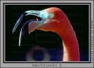 Flamingo, ABIV01P02_07B
