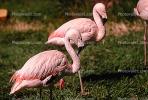 flamingo, ABIV01P03_08.2565
