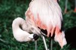 flamingo, ABIV01P03_09