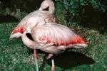 flamingo, ABIV01P03_10