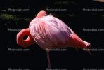 flamingo, ABIV01P03_16.3341
