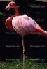 flamingo, ABIV01P03_17.3341