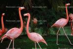 flamingo, ABIV01P03_18.3341