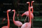flamingo, ABIV01P03_19.3341