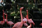 flamingo, ABIV01P04_01.3341