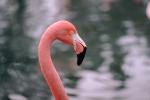 flamingo, ABIV01P04_02.1567