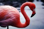 flamingo, ABIV01P04_03