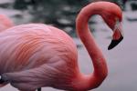 flamingo, ABIV01P04_04.0354