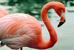 flamingo, ABIV01P04_05.2565