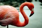 flamingo, ABIV01P04_05B.1567