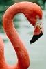 flamingo, ABIV01P04_05B.2565