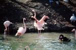 flamingo, ABIV01P04_06