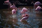 flamingo, ABIV01P04_07.3341