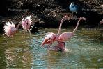 flamingo, ABIV01P04_10.2565