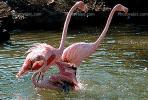 flamingo, ABIV01P04_10B.2565