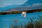 Egret, Tule Lake, California, ABIV01P05_13.3341