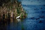 Egret, Tule Lake, California, ABIV01P05_14.1708