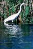 Egret, Tule Lake, California, ABIV01P05_14B