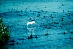 Egret, Tule Lake, California, ABIV01P05_15