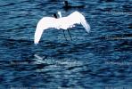 Egret, Tule Lake, California, ABIV01P05_15B